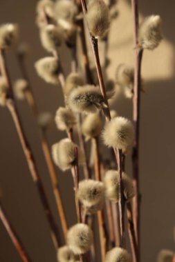 Beyaz arka planda kuru söğüt çiçeği.