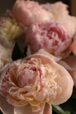 Su damlalı şakayık çiçekleri 