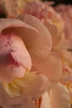 Güzel şakayık çiçeklerinin yapraklarını kapat. 