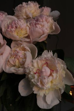 Taze hafif şakayık çiçekleri bukette