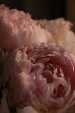 Su damlalı şakayık çiçekleri 