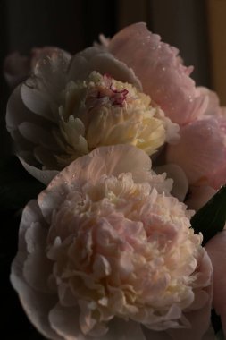 Taze hafif şakayık çiçekleri bukette