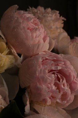 Su damlalı şakayık çiçekleri 