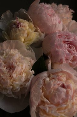 Güzel beyaz güllü şakayık çiçekleri 