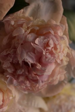 Su damlalı şakayık çiçekleri 