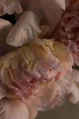 Su damlalı şakayık çiçekleri 