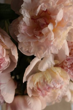 Su damlalı şakayık çiçekleri 