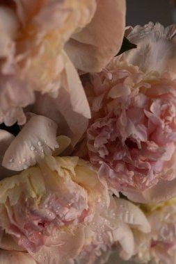 Su damlalı şakayık çiçekleri 