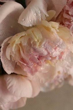 Su damlalı şakayık çiçekleri 