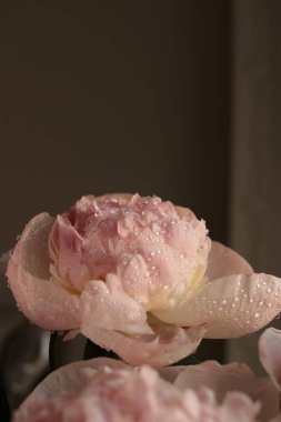 Su damlalı şakayık çiçekleri 