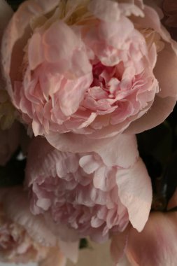 Taze hafif şakayık çiçekleri bukette