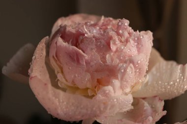 Su damlalı şakayık çiçekleri 