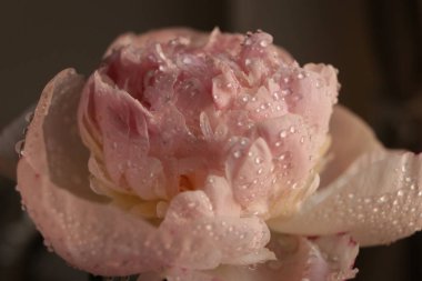 Su damlalı şakayık çiçekleri 