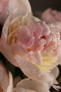 Su damlalı şakayık çiçekleri 