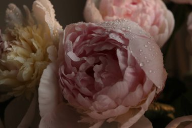 Su damlalı şakayık çiçekleri 