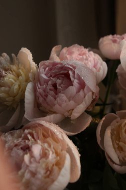 Güzel beyaz güllü şakayık çiçekleri 