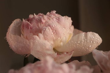 Su damlalı şakayık çiçekleri 