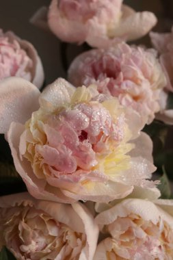 Su damlalı şakayık çiçekleri 