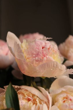 Güzel beyaz güllü şakayık çiçekleri 