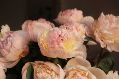 Güzel beyaz güllü şakayık çiçekleri 