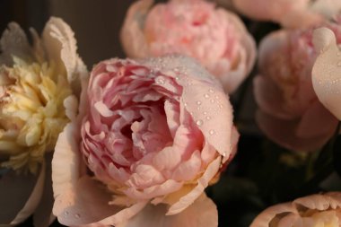 Güzel beyaz güllü şakayık çiçekleri 