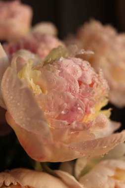 Su damlalı şakayık çiçekleri 