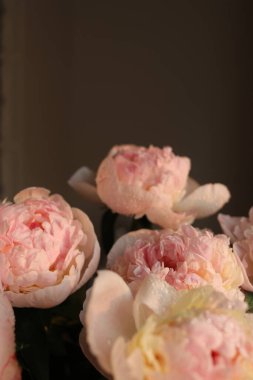 Güzel beyaz güllü şakayık çiçekleri 