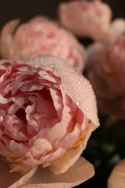 Su damlalı şakayık çiçekleri 