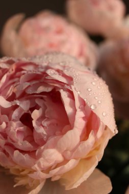 Su damlalı şakayık çiçekleri 