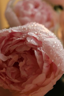 Su damlalı şakayık çiçekleri 