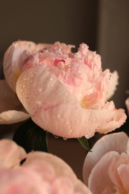 Su damlalı şakayık çiçekleri 