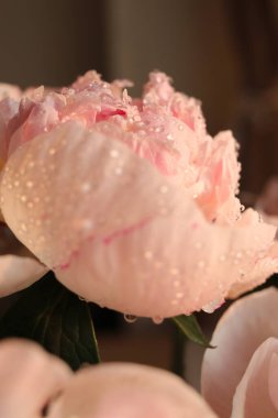 Su damlalı şakayık çiçekleri 