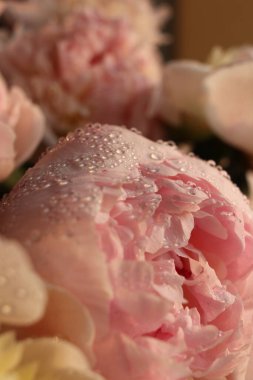 Su damlalı şakayık çiçekleri 