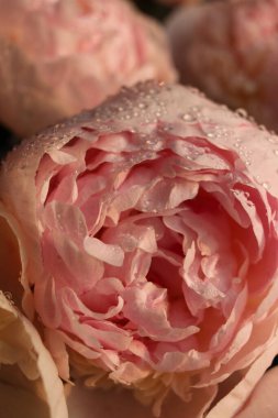 Su damlalı şakayık çiçekleri 