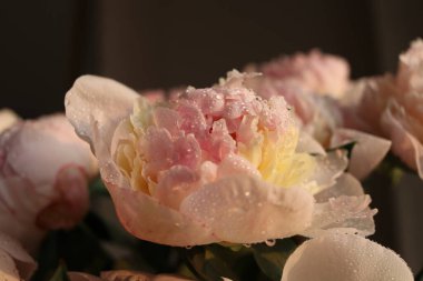 Su damlalı şakayık çiçekleri 