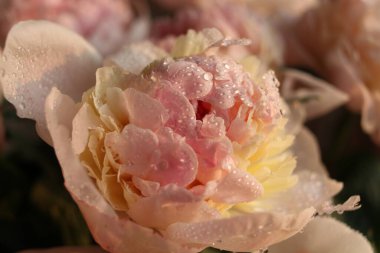 Su damlalı şakayık çiçekleri 