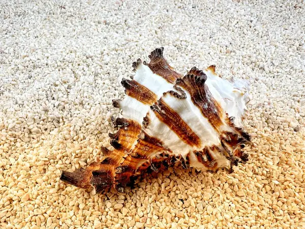 Deniz doğal kabuğu, deniz yaşamının orijinal şekli. Sabahları deniz kenarındaki bir kumda yumuşakçalar ve kabuklular için güvenli bir sığınak