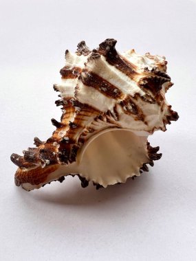 Deniz doğal kabuğu, deniz yaşamının orijinal şekli. Beyaz arka planda izole edilmiş yumuşakçalar ve kabuklular için güvenli barınak