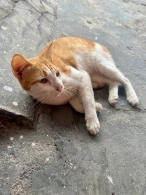 Sokakta oynadıktan sonra tozlu görünen sarı ve beyaz kürklü bir kedi bahçede oturuyordu.