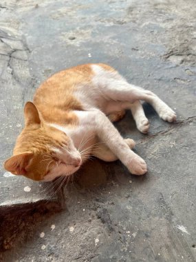 Sokakta oynadıktan sonra tozlu görünen sarı ve beyaz kürklü bir kedi bahçede oturuyordu.