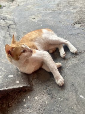 Sokakta oynadıktan sonra tozlu görünen sarı ve beyaz kürklü bir kedi bahçede oturuyordu.