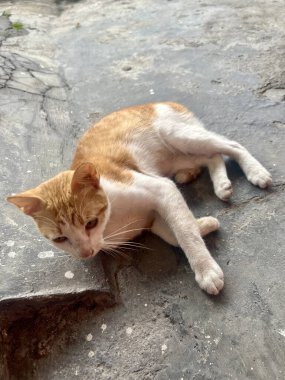 Sokakta oynadıktan sonra tozlu görünen sarı ve beyaz kürklü bir kedi bahçede oturuyordu.