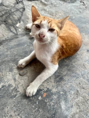 Sokakta oynadıktan sonra tozlu görünen sarı ve beyaz kürklü bir kedi bahçede oturuyordu.