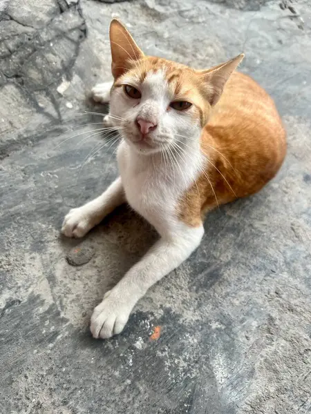Sokakta oynadıktan sonra tozlu görünen sarı ve beyaz kürklü bir kedi bahçede oturuyordu.