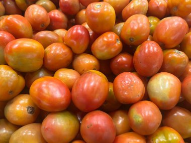 Taze toplanmış domates konteynırı. Bilimsel adı Solanum Lycopersicum