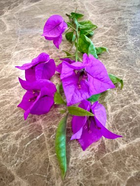 Kahverengi mermer üzerine izole edilmiş yaprakları ve sapları olan mor begonvillerin güzelliği. Dik büyümesi zor bir çiçektir.