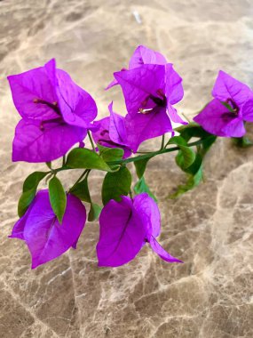 Kahverengi mermer üzerine izole edilmiş yaprakları ve sapları olan mor begonvillerin güzelliği. Dik büyümesi zor bir çiçektir.