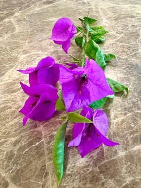 Kahverengi mermer üzerine izole edilmiş yaprakları ve sapları olan mor begonvillerin güzelliği. Dik büyümesi zor bir çiçektir.