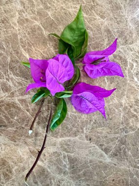 Kahverengi mermer üzerine izole edilmiş yaprakları ve sapları olan mor begonvillerin güzelliği. Dik büyümesi zor bir çiçektir.