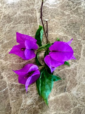 Kahverengi mermer üzerine izole edilmiş yaprakları ve sapları olan mor begonvillerin güzelliği. Dik büyümesi zor bir çiçektir.